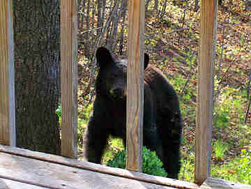 bear.jpg - 13.8 K